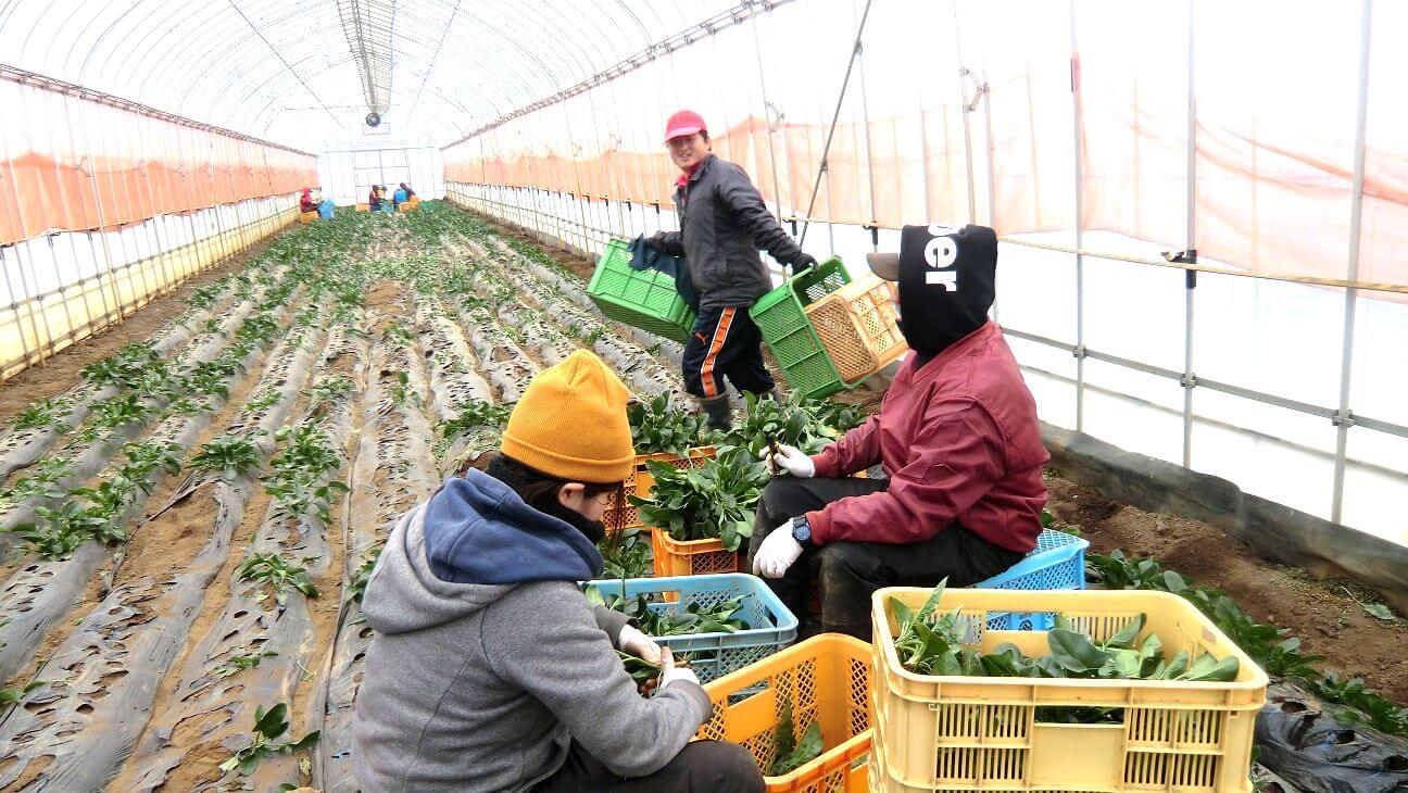 ほうれん草の収穫 株式会社ベジアーツ